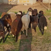 ۲۸راس  بره های پرواری برای عید قربان
