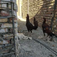 خروس لاری جوان اصل|حیوانات مزرعه|سراوان, |دیوار