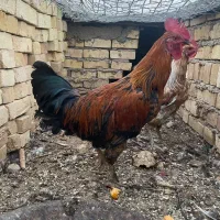 خروس جوان محلی