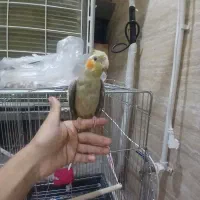 فروش عروس هلندی آشتی|پرنده|بندرعباس, |دیوار