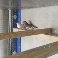 پرنده فنج