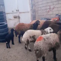 میش کاور بره بز قوچ افشاری