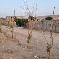 زیر قیمت منطقه/۶۰۰ متر زمین/فروش ویژه تا۱۰ شهریور|فروش زمین و ملک کلنگی|کرج, کیانمهر|دیوار