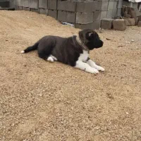 سگ نرقهدریجانی