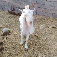 نری درجه یک.  دو رگ پاکستانی