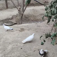 استخدام سرایداری