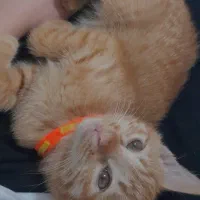 واگزاری گربه ملوس