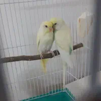 مرغ عشق رنگین کمانی