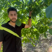 انواع گردو ژنوتیپ