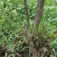 فروش نهال کیوی هایوارد ۳ ساله|گل و گیاه طبیعی|تولم شهر, |دیوار