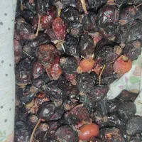 میوه نسترن ( گیلدیک)|خوردنی و آشامیدنی|ری, شهرک نظامی|دیوار