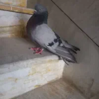 کفتر نراصفهانی بازیدار|پرنده|اصفهان, جاوان|دیوار