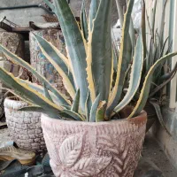 گل آگاو بزرگ