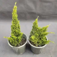 دم روباهی طلایی، گیاه خاص و مقاوم با ۵۰٪ تخفیف|گل و گیاه طبیعی|تهران, صادقیه|دیوار