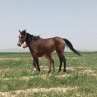 اسب و کره عرب کورد