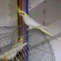 جوجه عروس و مرغ عشق جوانه|پرنده|قائن, |دیوار