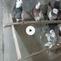 کبوتر|پرنده|دیواندره, |دیوار