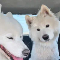 واگزاری توله سامویید