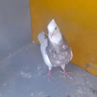 کفتر یا کبوتر طوقی|پرنده|مبارکه, |دیوار