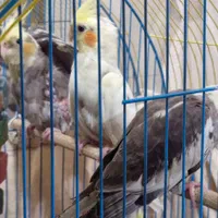 عروس هلندی|پرنده|امیدیه, |دیوار