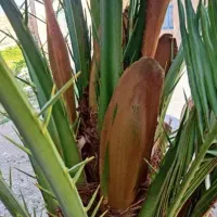 کنار پیوندی موجود نخل برهی