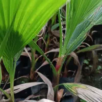 فروش پالم ویاس