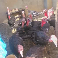 ۳تومان