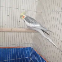 عروس هلندی نر سخنگو