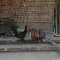 مرخ خروس معاوضه با کبوتر یا جوجه لاری