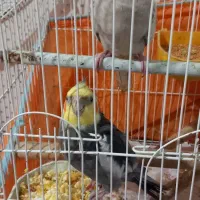 جفت عروس هلندی به همراه جوجه فروشی