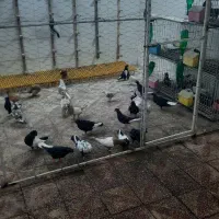 پرنده فروشی