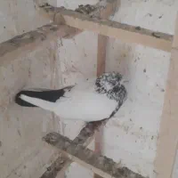 گفتر پرشی|پرنده|ری, دولت‌آباد|دیوار