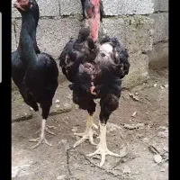 خروس لاری مشکی جوجه مولد سیاه  یه تیغ مشکی|حیوانات مزرعه|رشت, حومه رشت|دیوار