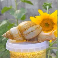 حلزون قیمت مناسب/واگذاری سه عدد رایگان