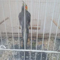 عروس هلندی معاوضه فروش