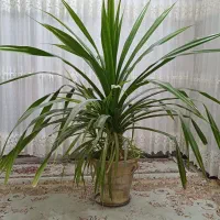 گل طبیعی پاندانوس