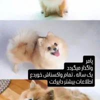 واگذاری سگ پامر