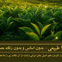 فروش چای بهاره اورگانیک لاهیجان در سراسر کشور|خوردنی و آشامیدنی|رشت, پیرسرا|دیوار