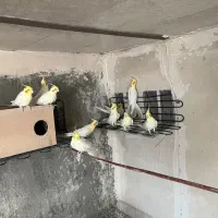 عروس هلندی لوتینو بالغ