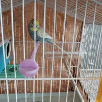 مرغ عشق انگلیسی.نر.سالمشیطون