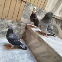 کبوتر مسافتی