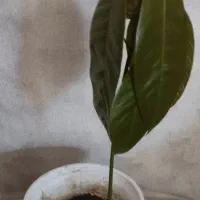 نهال انبه کوچک