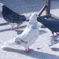 کفتر کبوتر|پرنده|مشکین‌دشت, |دیوار