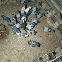 کبوتر