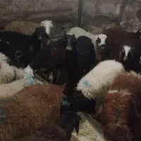 گوسفند زنده با قصاب شبانه روزی