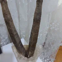 شاخ قدیمی