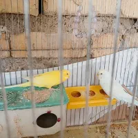 یک جفت مرغ عشق|پرنده|شیراز, کفترک|دیوار