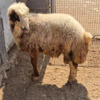 کاوه قوچ سنجابی