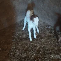 بزغاله ماده  تازه شد جنس عالی|حیوانات مزرعه|پیشخور, |دیوار