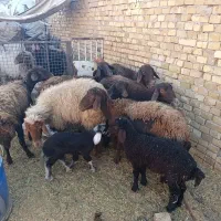 میش بره افشاری|حیوانات مزرعه|اردکان, |دیوار